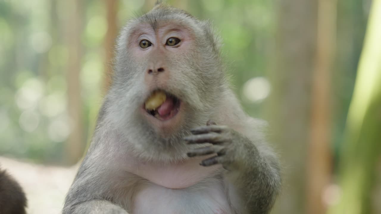 A baby monkey and its mum are eating in the forest