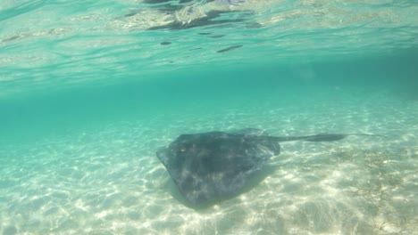 underwater - following a big stingray sideways on a crystal clear blue water with white sand on an island in bahamas