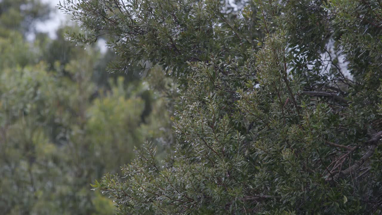lluvia en cámara lenta con árboles y hojas