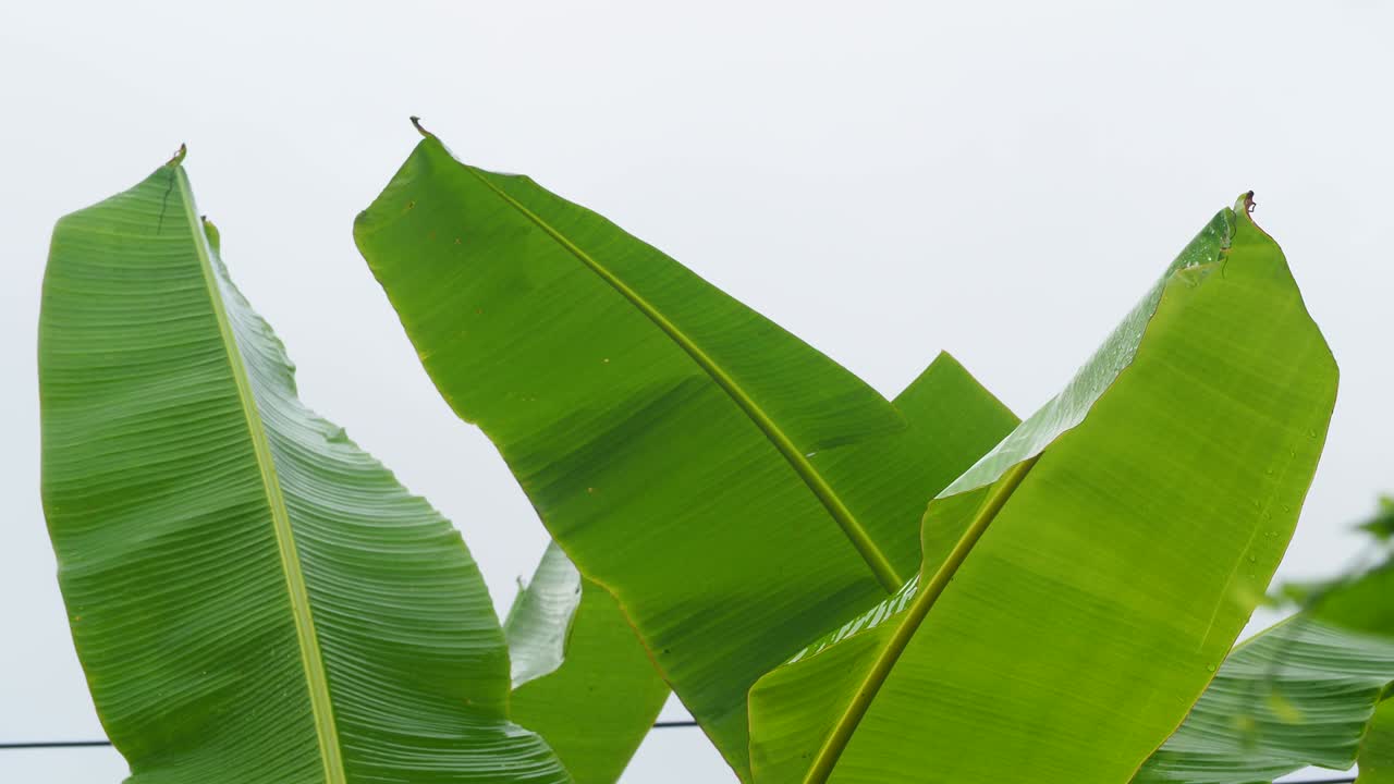 바나나 잎의 상록색 자연과 비가 내린 후 녹색 바나나 나무.