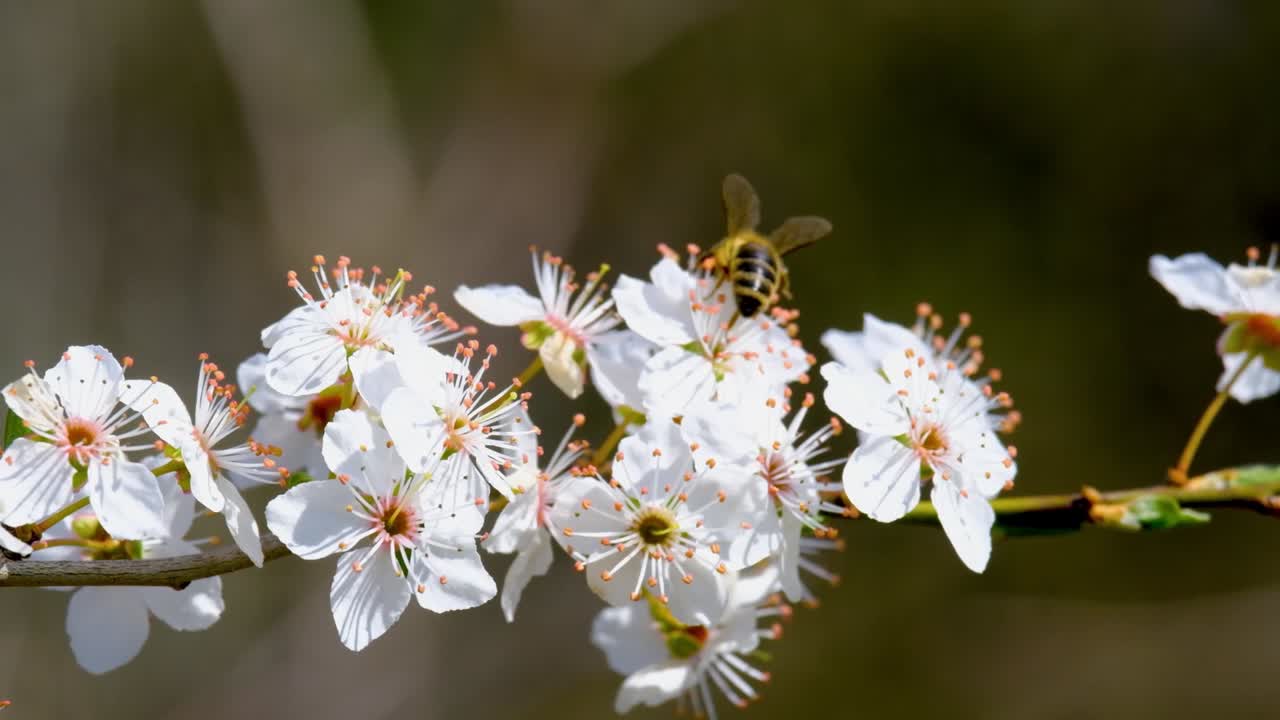가지에 있는 섬세한  꽃은 복잡한 세부사항과 벌을 보여줍니다.
