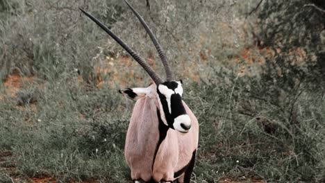 a stunning gemsbok or oryx with impressive horns in the kalahari