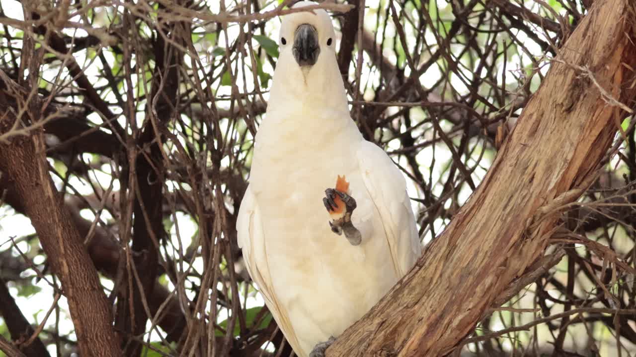 la cacatúa se alza en una rama, comiendo frutas
