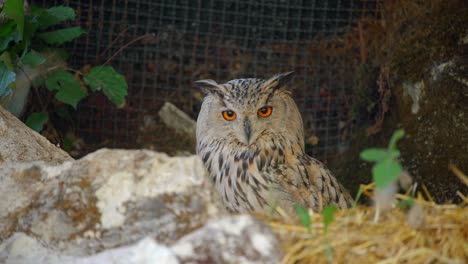 closeup-4k-video-of-a-male-Siberian-eagle-owl,-a-large-bird-of-prey,-sitting-in-the-tall-grass-in-the-summertime-with-white,-brown-feathers-and-saturated-orange-eyes,-looking-around-and-hiding-animal