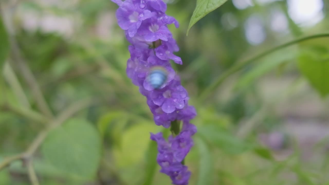 pequeña abeja con bandas azules saltando alrededor de algunas pequeñas flores de color púrpura en cámara lenta