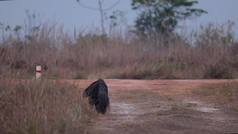 Giant-Anteater-walking-away-in-dry-savanna-along-path