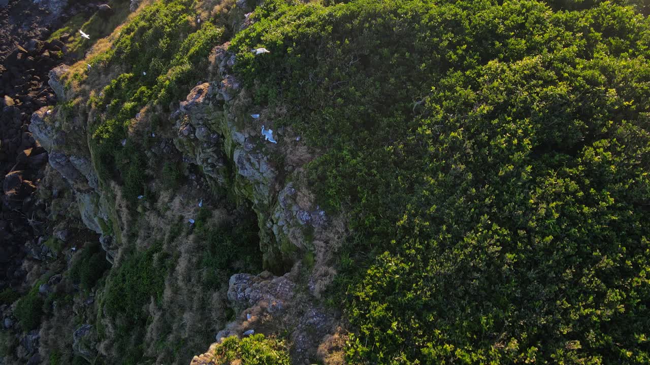 새 섬 - 호주 뉴 사우스 웨일즈에 있는 쿡 섬의 바위 절벽에 둥지를 틀고 있는 새들의 조감도