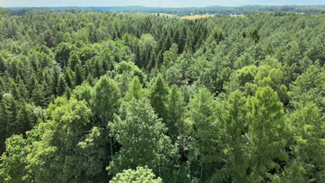 drone flyover beautiful natural fir forest with mountains in background during sun