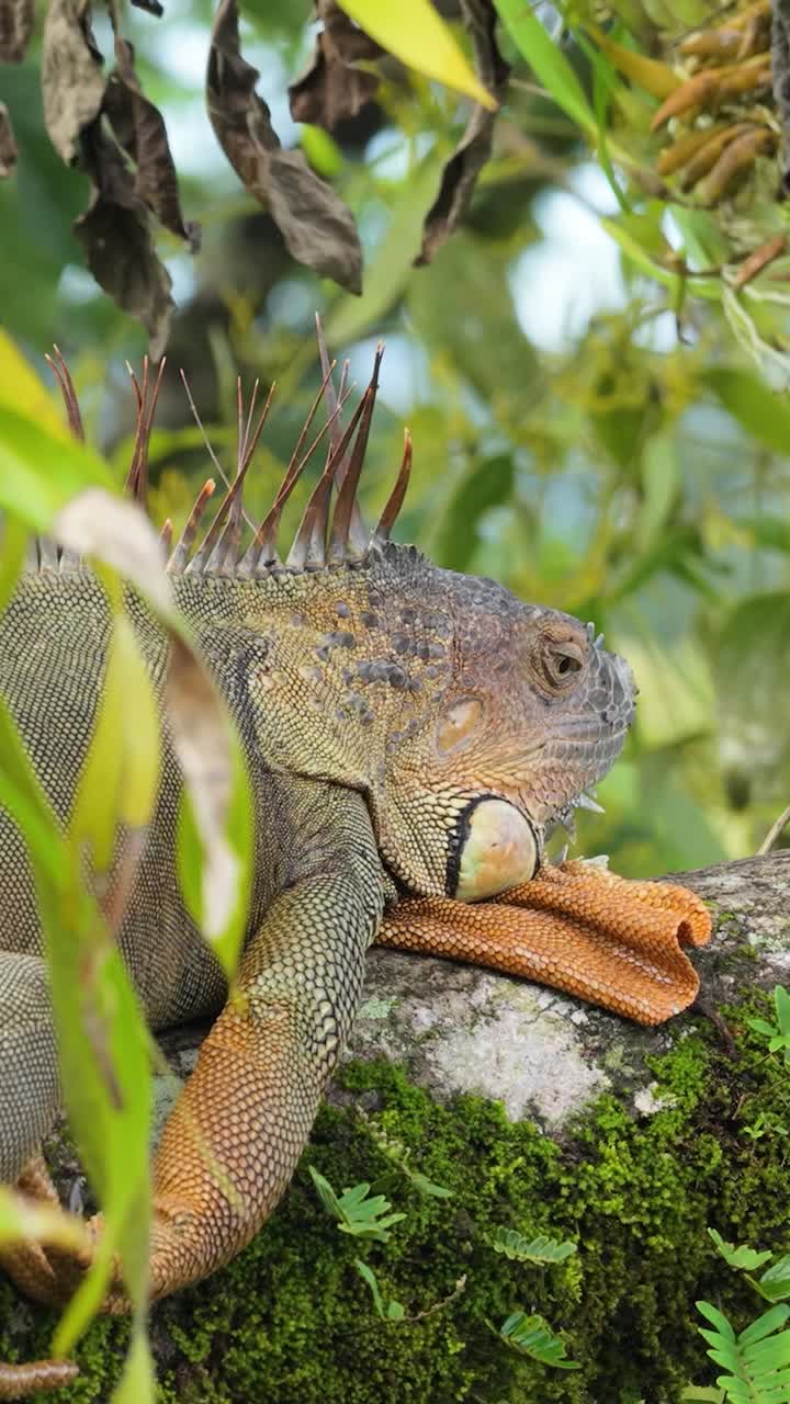 Iguana che riposa su un ramo muschioso