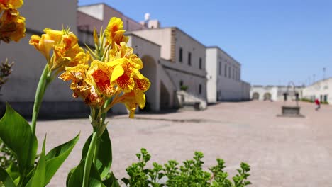 canna flowers in a sunny naples courtyard