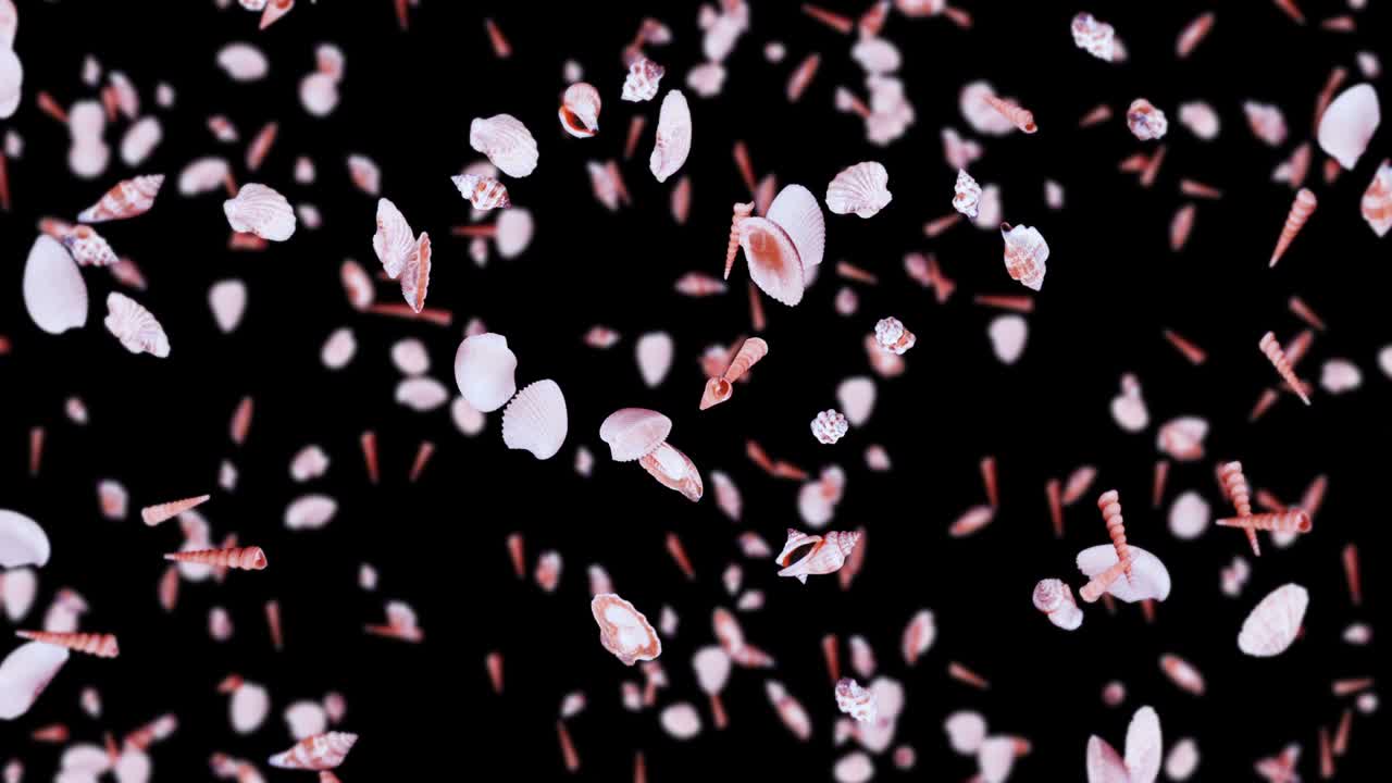 검은 바탕에 많은 바다 데기를 날아. 현실적인 조개 모양의 컬렉션. 열대 수중. 회전하는 데기의 3d 루프 애니메이션.
