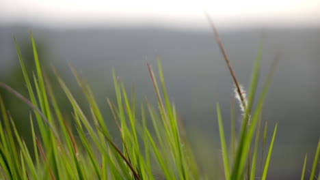 Wild-Grass-in-evening-sun