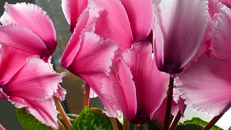 blooming cyclamen. rotating movement. close-up