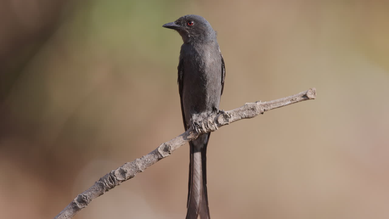 Alert Ashy Drongo scanner skoven fra en morgenhøj, før den flyver ud i solen