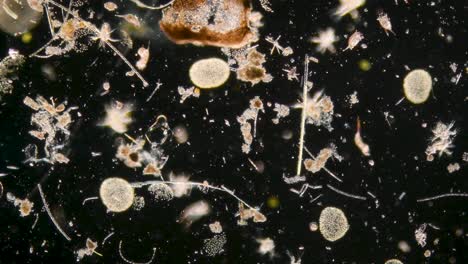 toma microscópica de bichos diminutos e insectos moviéndose