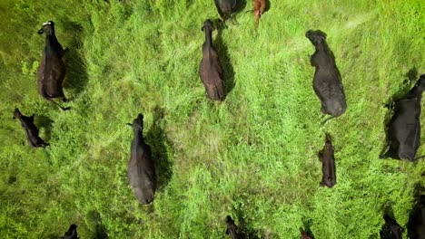 una toma aérea de un dron de un rebaño de ganado vacas lecheras marrones vacas vacas terneras corriendo hacia un nuevo pasto agrícola comienzan a pastar en el paisaje de campos de cultivos de pastizales canadienses