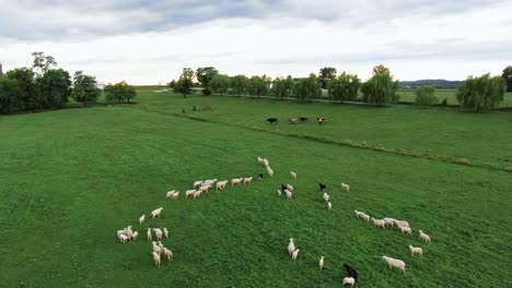 flock of sheep gather to form a line and follow the leader in green grass meadow pasture, aerial of livestock on rural farm, sheeple, leadership, followership concept