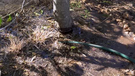 watering a tree