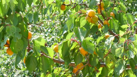 ripe apricots on tree branch