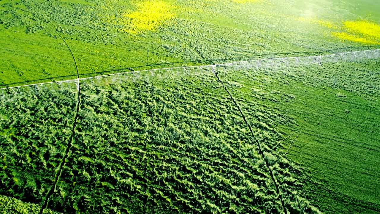 녹색 작물의 관개 4k