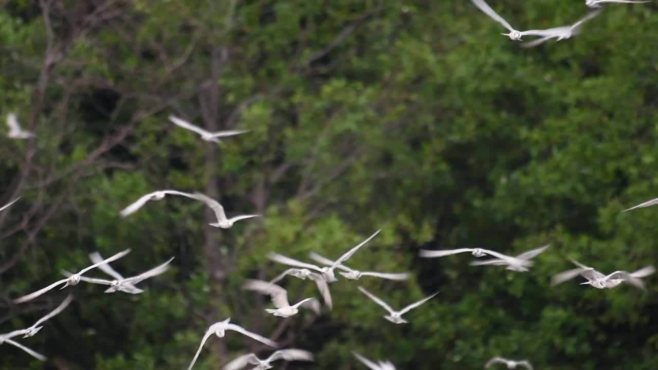 los charranes son aves marinas que se pueden encontrar en todo el mundo en el mar, ríos y otros cuerpos de agua más amplios