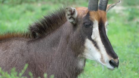 sable antelope resting on grassy ground in national park - face close-up