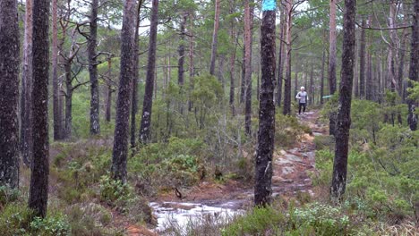 mujer joven en forma sendero corriendo hacia la cámara a través de pinos