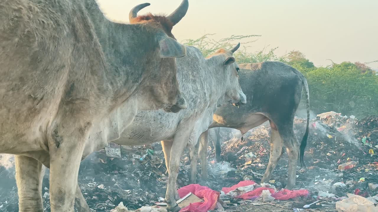 Poor life of indian cows, a group of sick cows standing near a burning garbage, Cows which ingest plastic are not able to eat proper food after that and become very sick