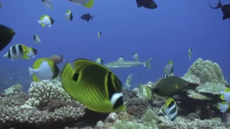 imágenes de poblaciones bajo el agua