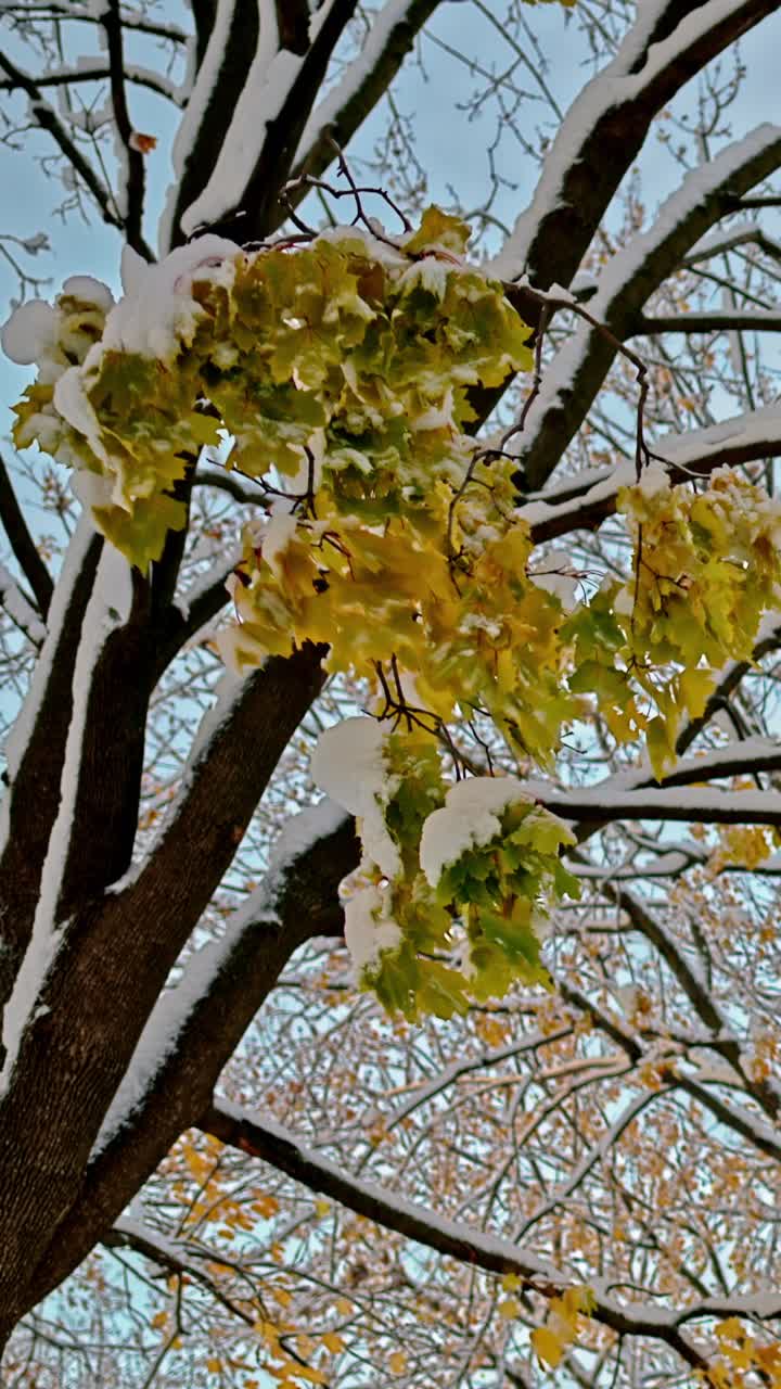 Vertical 4K shot of yellow autumn leaves covered in fresh early snow with a smooth dolly left, ideal for seasonal weather, climate and nature projects