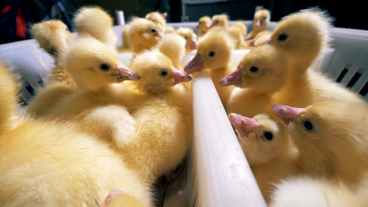 작은 오리 새끼를 가져가는 공장 노동자의 손의 근접