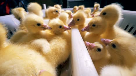 cerca de las manos de los trabajadores de la fábrica quitando pequeños patitos
