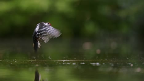 woodpecker taking flight over a pond