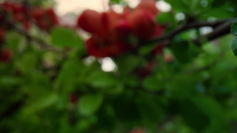 Red-tree-flowers-blooming-among-fresh-green-leafs-against-cloudy-white-sky.