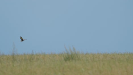 aguilucho lagunero en vuelo sobre campos y arbustos caza orar