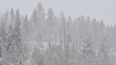 a close-up view of spruce trees in a snow storm with heavy snowfall