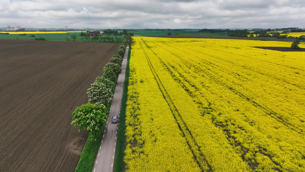 Cinematic car ride in Europe countryside with yellow cultivated canola field