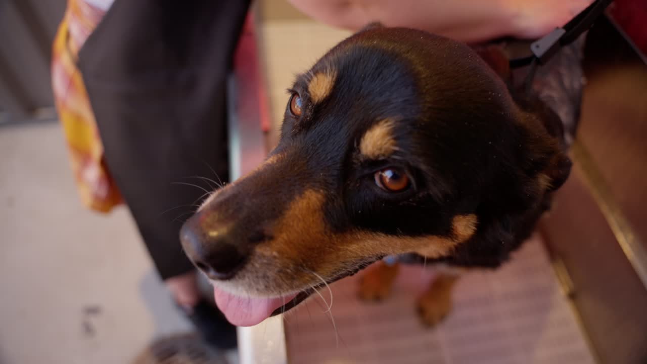 한 젊은 여성이 그녀의 개를 욕조 밖에서 목욕시니다.