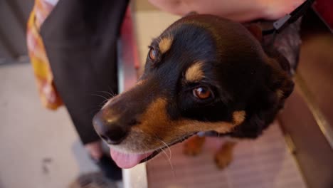 una mujer joven le da a su perro un baño afuera en una bañera