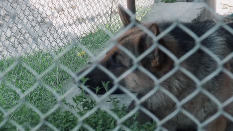 The-sad-dog-lies-on-the-ground-in-a-cage