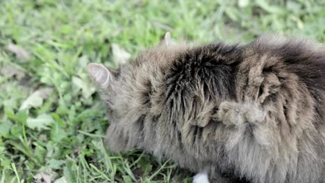 el gato atrapó un ratón.