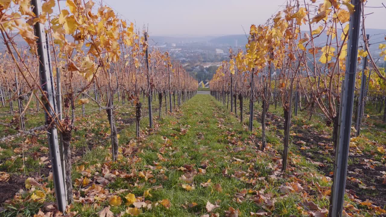 caminando hacia adelante a través de coloridos viñedos durante el otoño con vistas a stuttgart, alemania en 4k