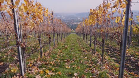 Caminando-Hacia-Adelante-A-Través-De-Coloridos-Viñedos-Durante-El-Otoño-Con-Vistas-A-Stuttgart,-Alemania-En-4k