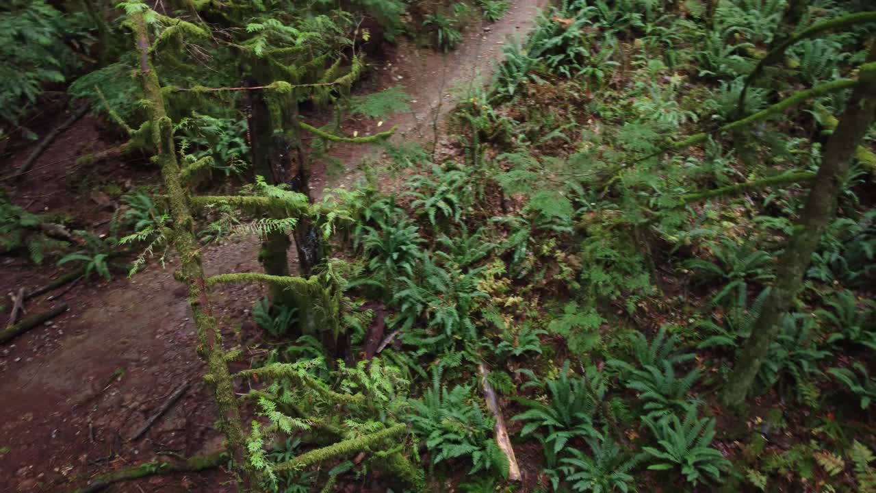 tala indiscriminada de árboles forestales