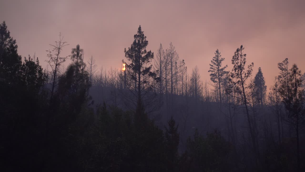 un grande incendio boschivo brucia cespugli e alberi