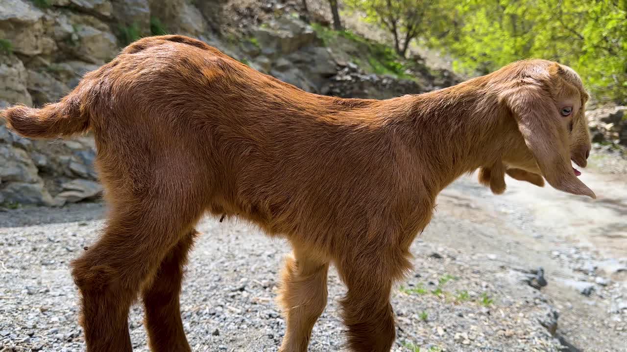 Capra marrone, animale tenero, nel Kurdistan nomade in Iran, con capretto e agnello. Un pastore tradizionale locale pratica la pastorizia e l'agricoltura. La capra si arrampica su roccia di montagna in un paesaggio scenografico, con natura vivida e giocosa, verde e rurale.