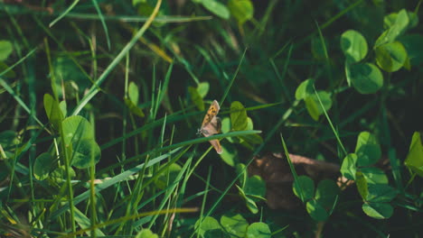 Small-Copper-Butterfly-Sitting-On-Green-Grass-Under-Sunlight