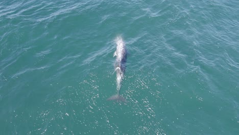 Following-A-Bottlenose-Dolphin-Traveling-In-The-Pacific-Ocean,-Gold-Coast,-Australia