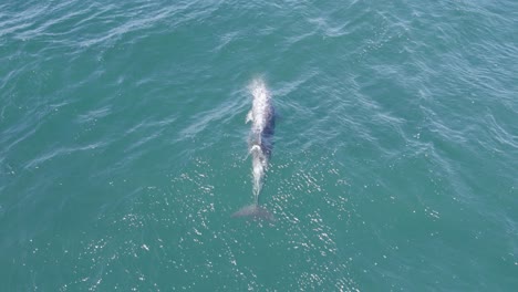 siguiendo a un delfín mular que viaja por el océano pacífico, gold coast, australia
