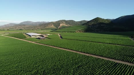 Chilean-vineyard-and-tranque-aerial-view-footages